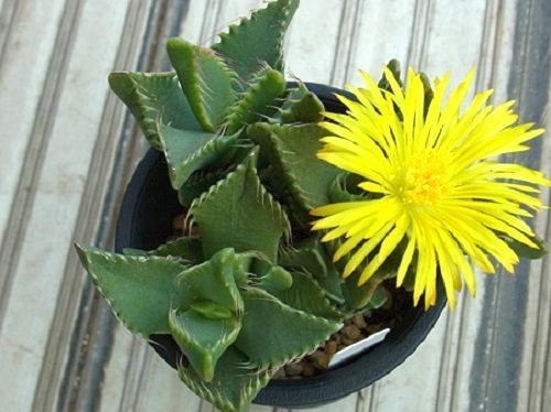 Faucaria britteniae Tigers Jaw Succulent seeds