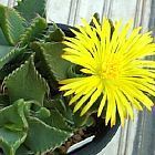 Faucaria britteniae succulente graines