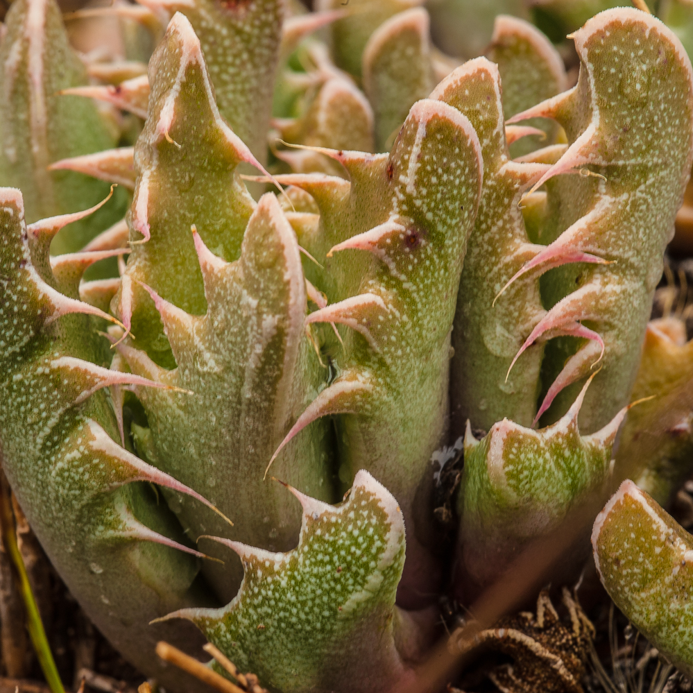 Faucaria felina Tiger Jaw seeds