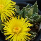 Faucaria felina Gueule de chat graines