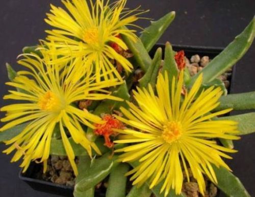 Faucaria paucidens Tiger Jaw seeds