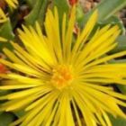 Faucaria paucidens Gueule de chat graines