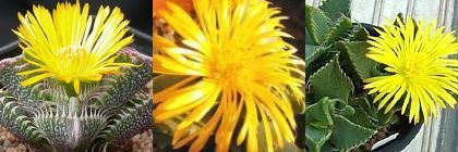 Faucaria species mix Tigers Jaw mixed species seeds