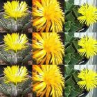 Faucaria species mix Tigerrachen verschiedene Arten Samen