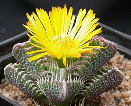 Faucaria tigrina Â tiger jaw - shark jaw seeds