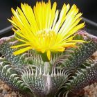 Faucaria tigrina Tigerrachen Samen