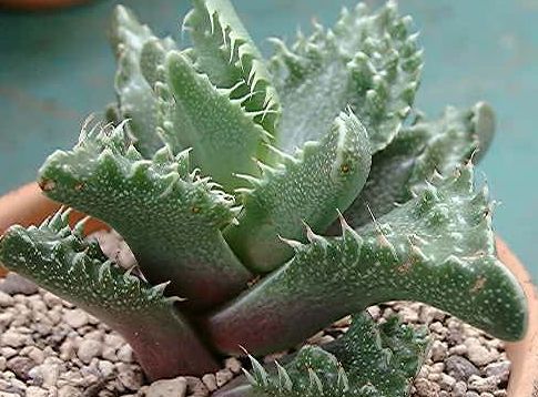 Faucaria tuberculosa Tiger Jaw seeds