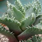 Faucaria tuberculosa  semi