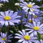 Felicia heterophylla Aster du cap graines