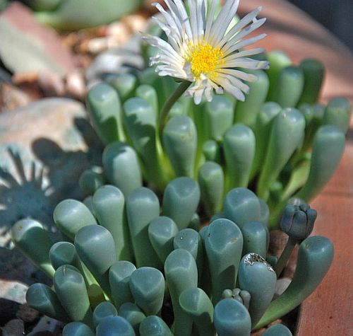 Fenestraria aurantiaca succulent seeds