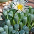 Fenestraria aurantiaca planta suculenta semillas