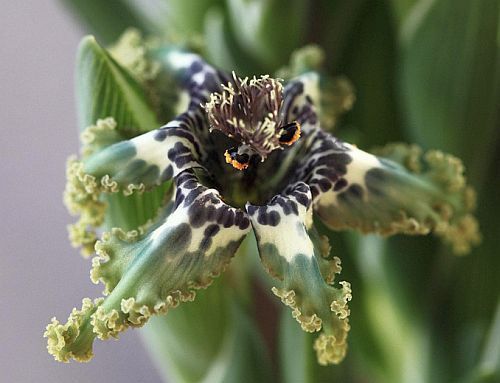 Ferraria crispa succulent seeds