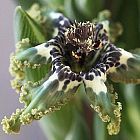 Ferraria crispa