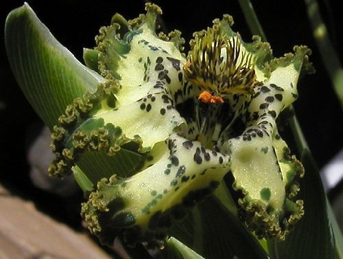 Ferraria divaricata Ferraria seeds