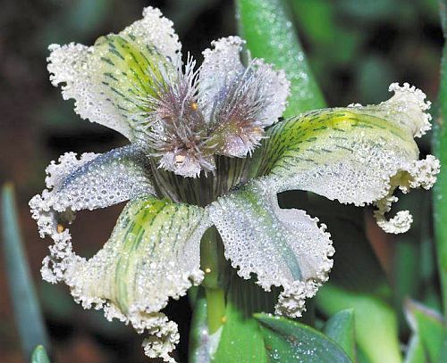 Ferraria ferrariola starfish lily seeds