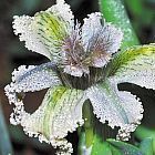 Ferraria ferrariola planta suculenta semillas