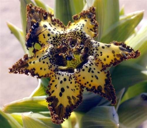 Ferraria schaeferi starfish lily seeds