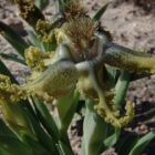 Ferraria variabilis  semi