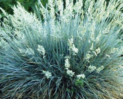 Festuca glauca Blue Fescue Grass seeds