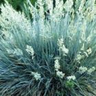 Festuca glauca  semi