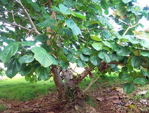 Ficus auriculata elephant ear fig tree seeds