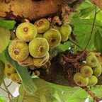 Ficus auriculata Figuier ? Oreillettes graines