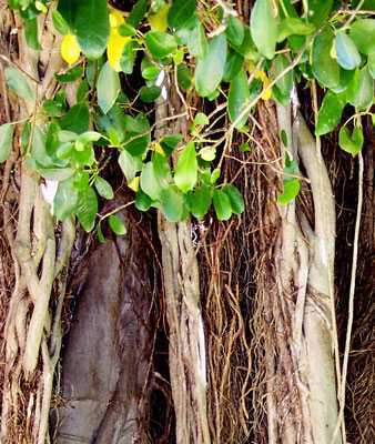 Ficus benghalensis banyan tree seeds