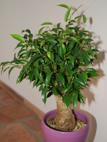 Ficus benjamina wheeping chinese banyan seeds