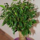 Ficus benjamina