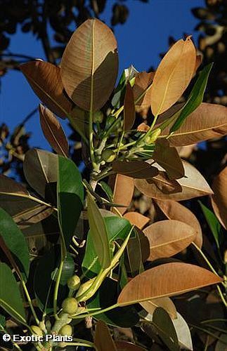 Ficus elastica rubber tree seeds