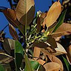 Ficus elastica Albero della gomma semi