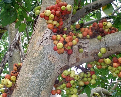 Ficus racemosa fruits galore fig tree seeds
