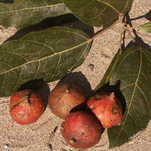 Ficus racemosa fruits galore fig tree seeds