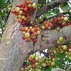 Ficus racemosa Traubenfeige Samen