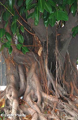Ficus religiosa Bo tree seeds