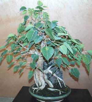 Ficus religiosa Bo tree seeds