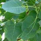 Ficus religiosa Buddhabaum - Pepulbaum Samen