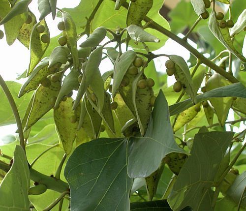 Firmiana simplex Chinese Parasoltree seeds