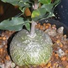 Fockea edulis Caudex Samen