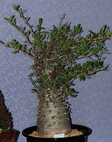 Fouquieria columnaris Boojum tree – cirio seeds