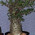 Fouquieria columnaris  semillas