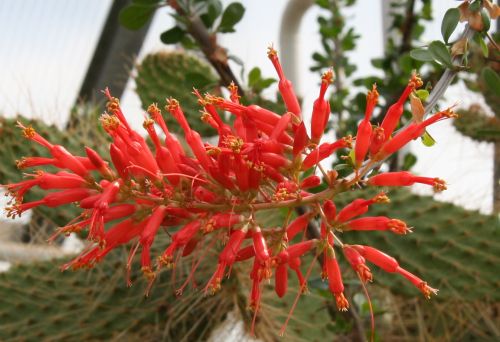 Fouquieria diguetii Ocotillo seeds