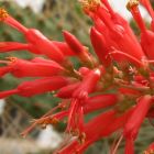 Fouquieria diguetii Ocotillo graines