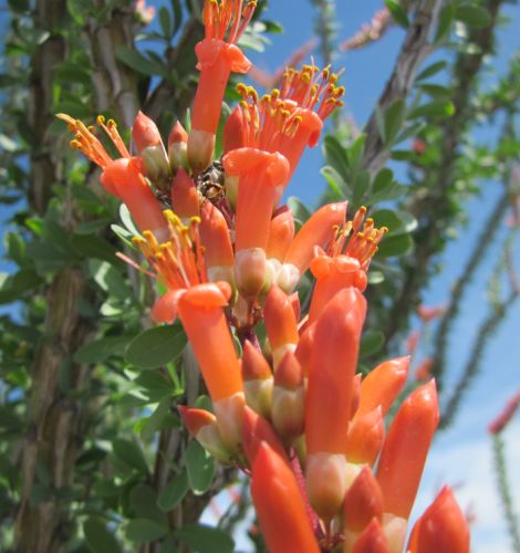 Fouquieria splendens Ocotillo - Candlewood - Coach Whip - Vine Cactus seeds