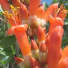 Fouquieria splendens Ocotillo graines