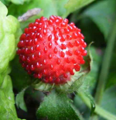 Fragaria indica Wild Strawberry seeds