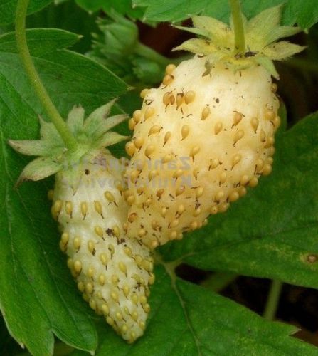 Fragaria vesca Alpine Yellow Alpine Strawberry yellow seeds