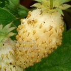 Fragaria vesca Alpine Yellow Gelbe Walderdbeere Samen