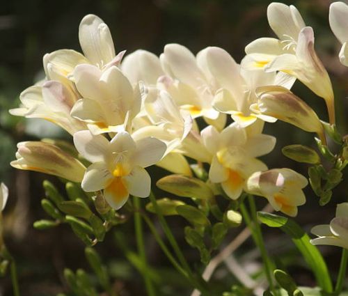 Freesia fucata Freesia seeds