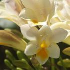 Freesia fucata Freesia Samen